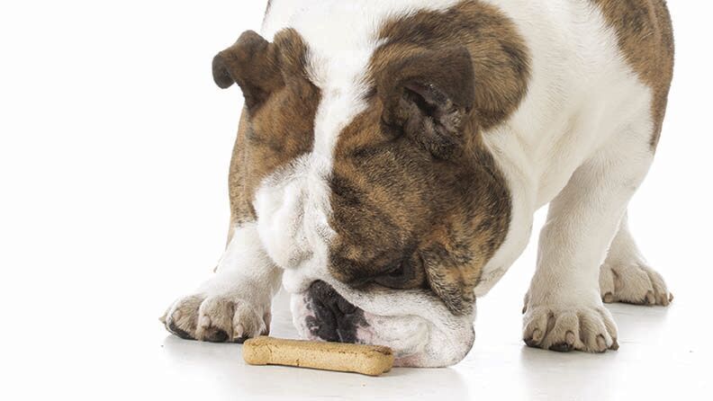 dog with a bone